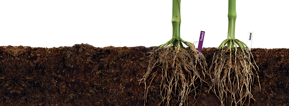 Soil Roots