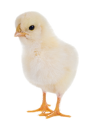 Chick Poultry Litter