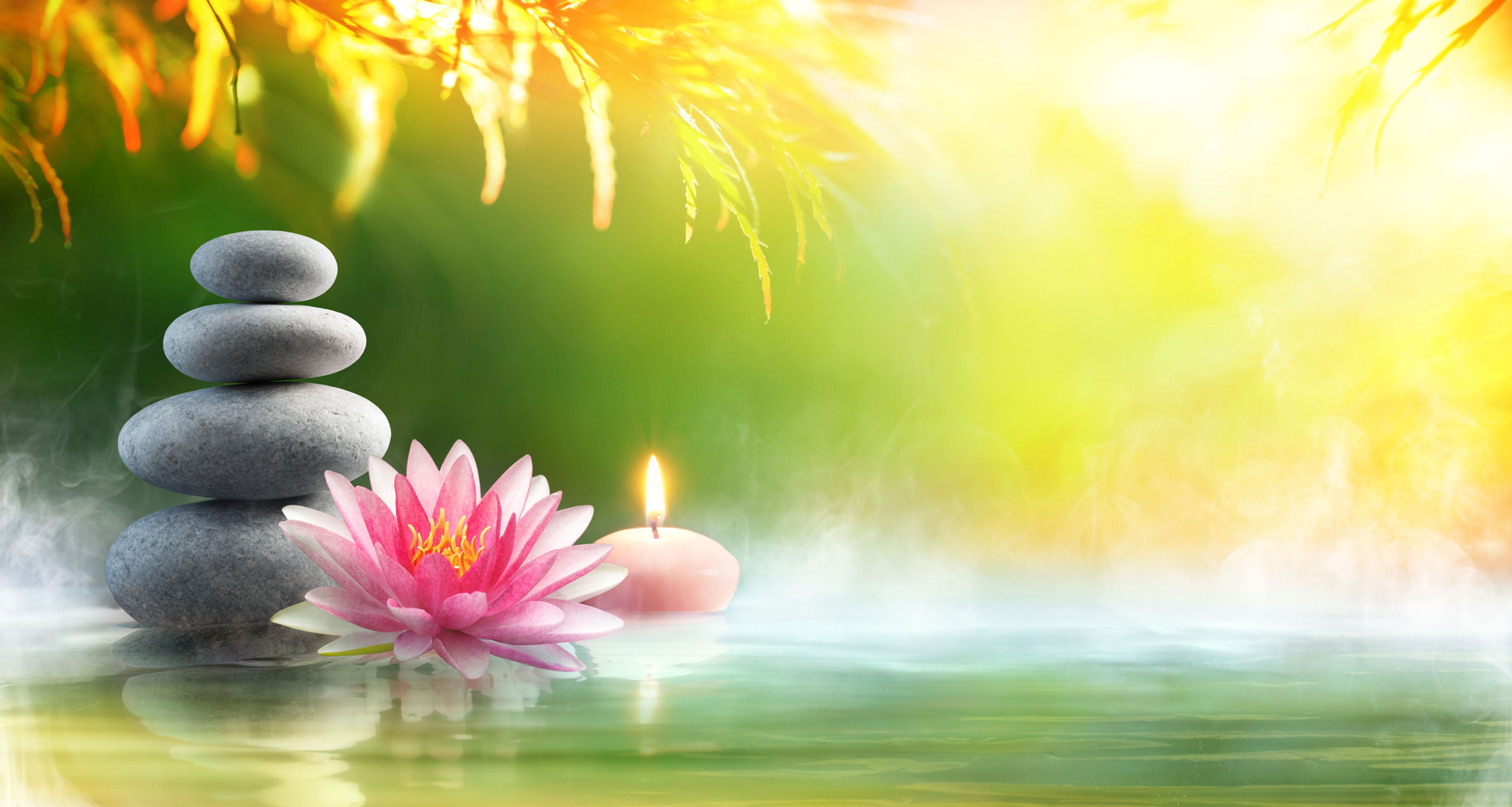 lotus flower