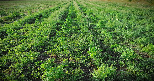 Lignes de plantation de chanvre à actifs