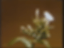 image of a white flower blooming in real time
