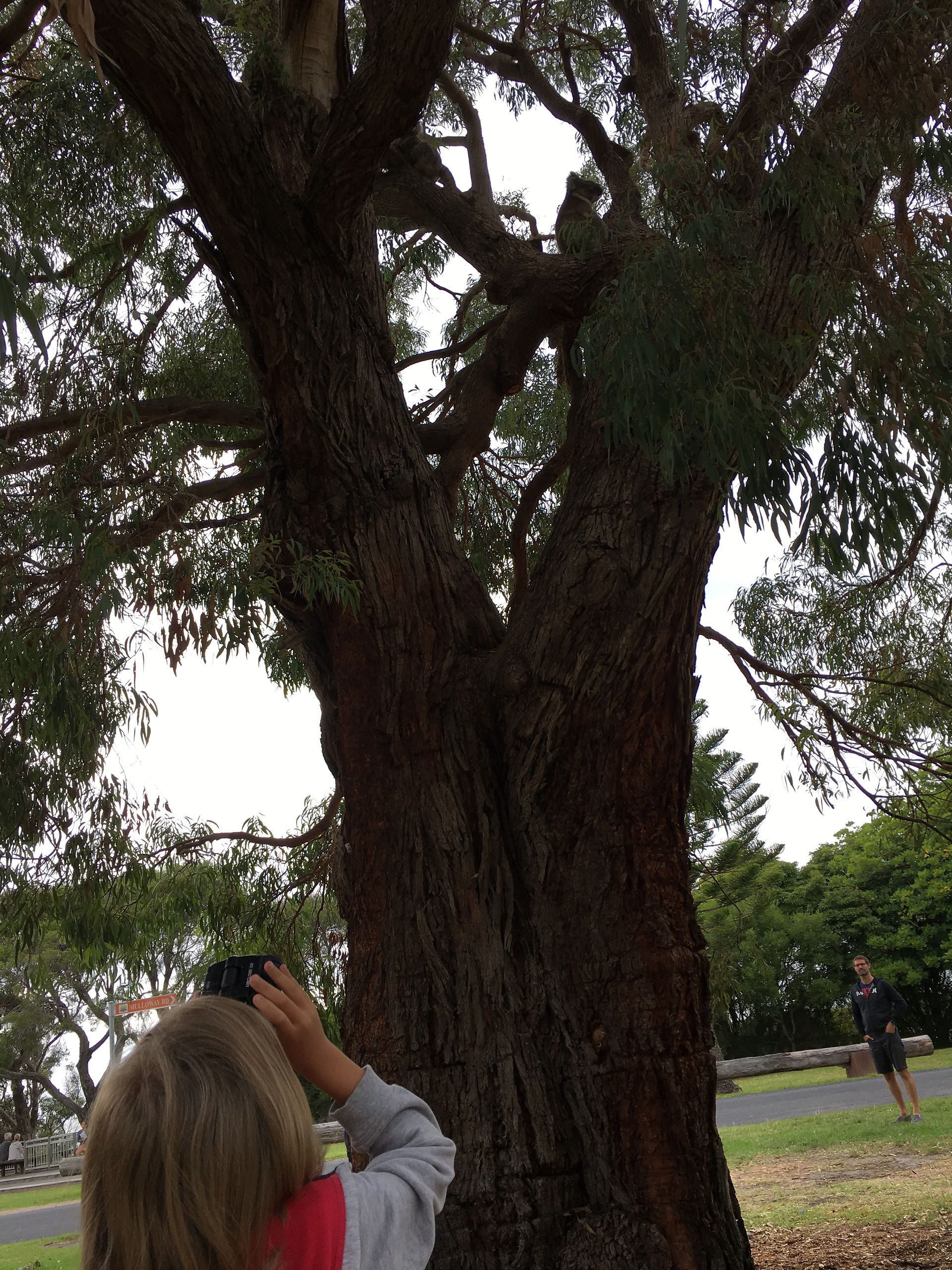 Koala Spotting, Mallacoota