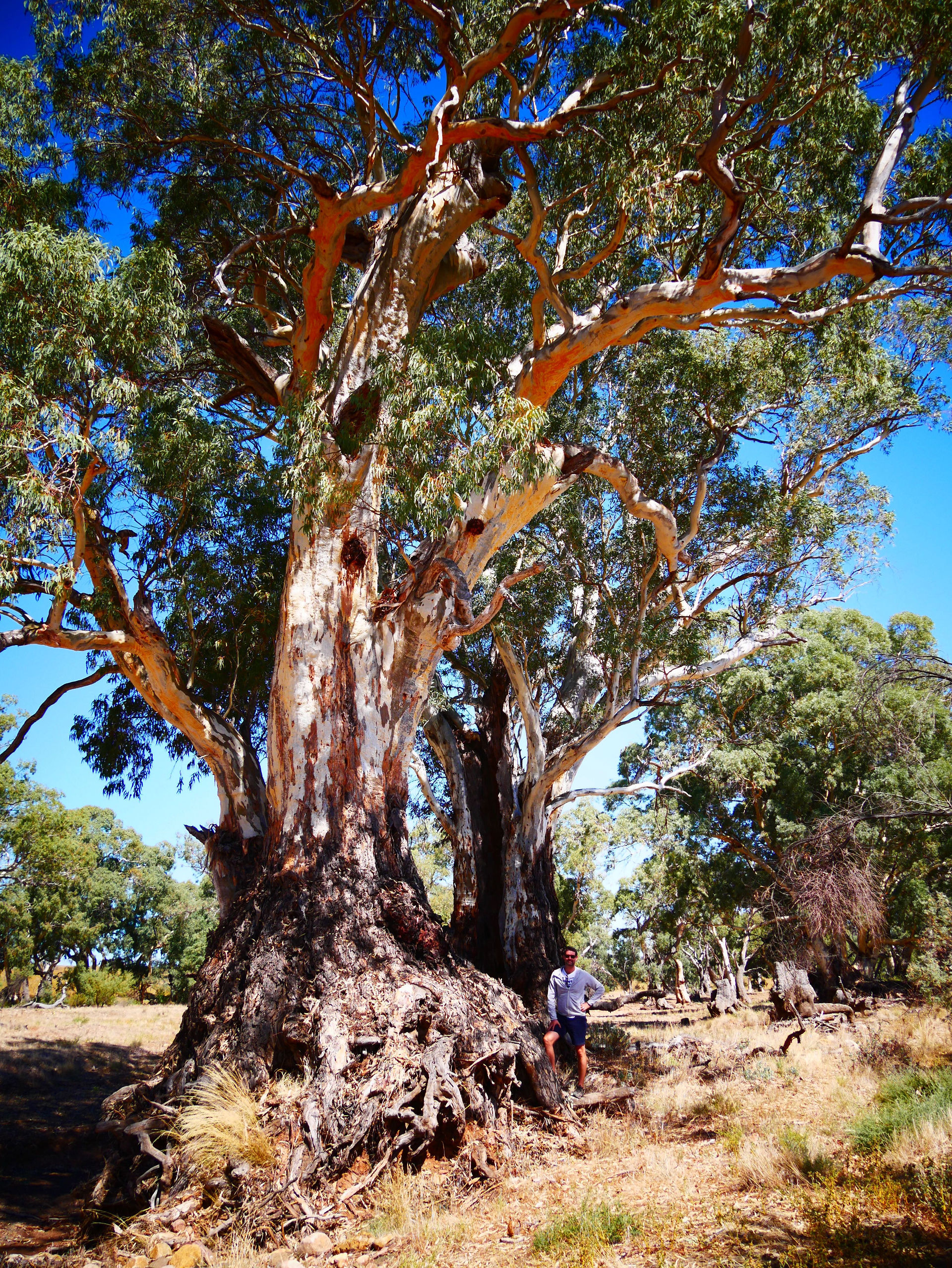 River Red Gum - 800 - 2000 yrs old