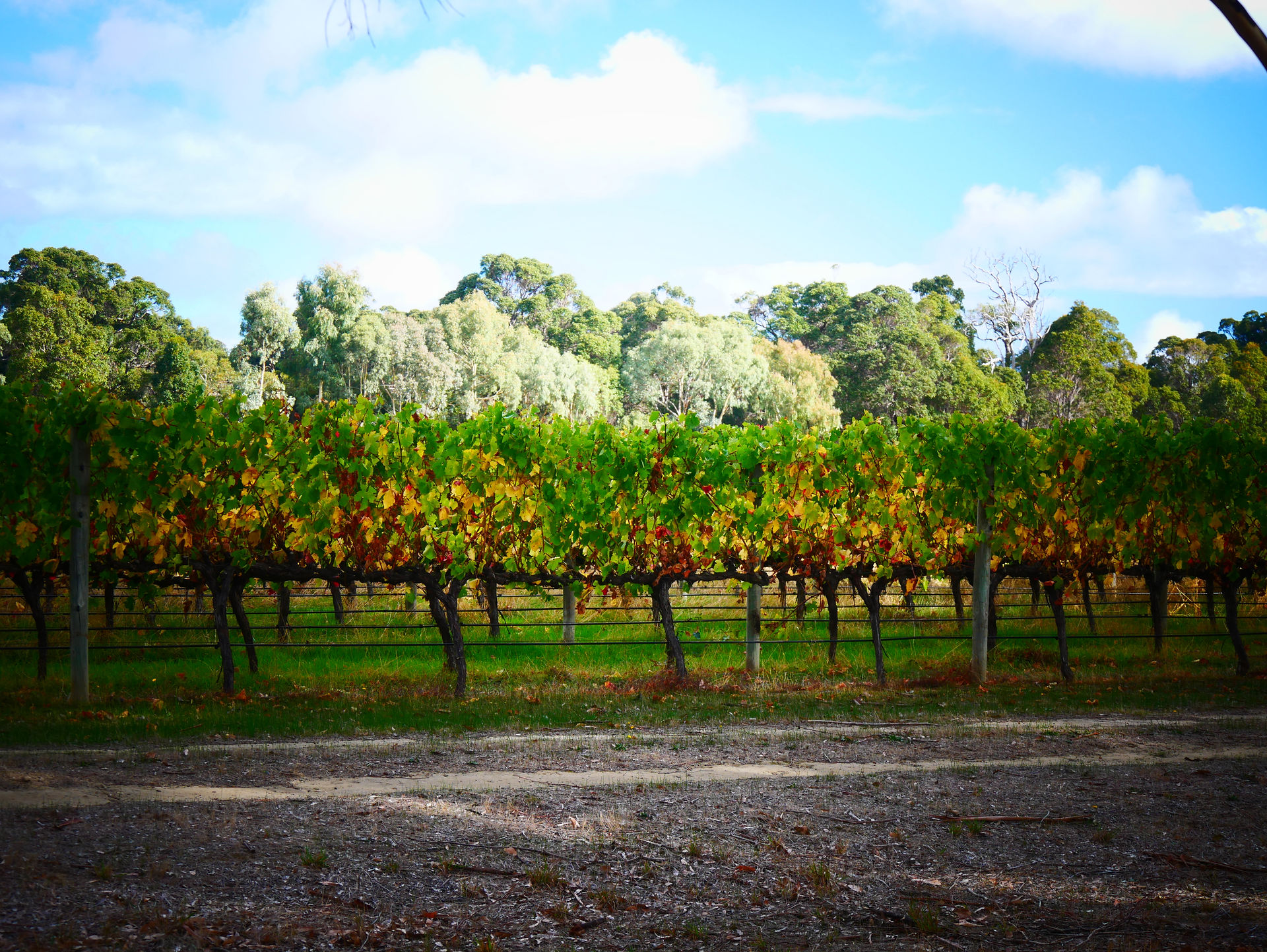 Vasse Felix, Margaret River