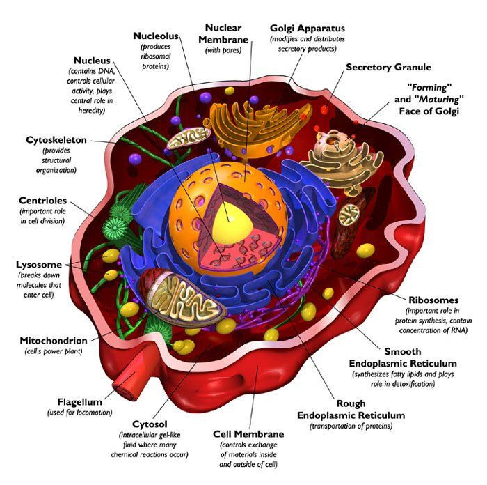 3 WAYS                                                              to Energize and Rejuvenate cells