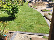 Fresh turf installation completed with landscaped borders and planting