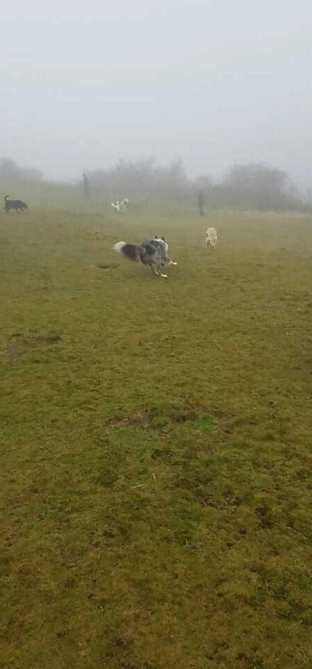 Dog playing on foggy field            