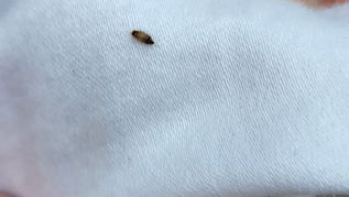 A small bug, on a white sheet, being removed from First Call