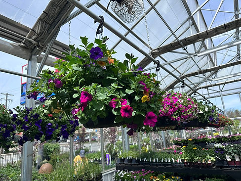 Spring Hanging Baskets.jpg
