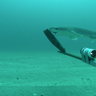 Seven-gill Shark