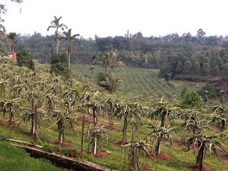 warso farm 3.jpg