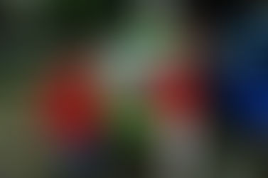 Amazing Race Di Bogor Pakai Angkot