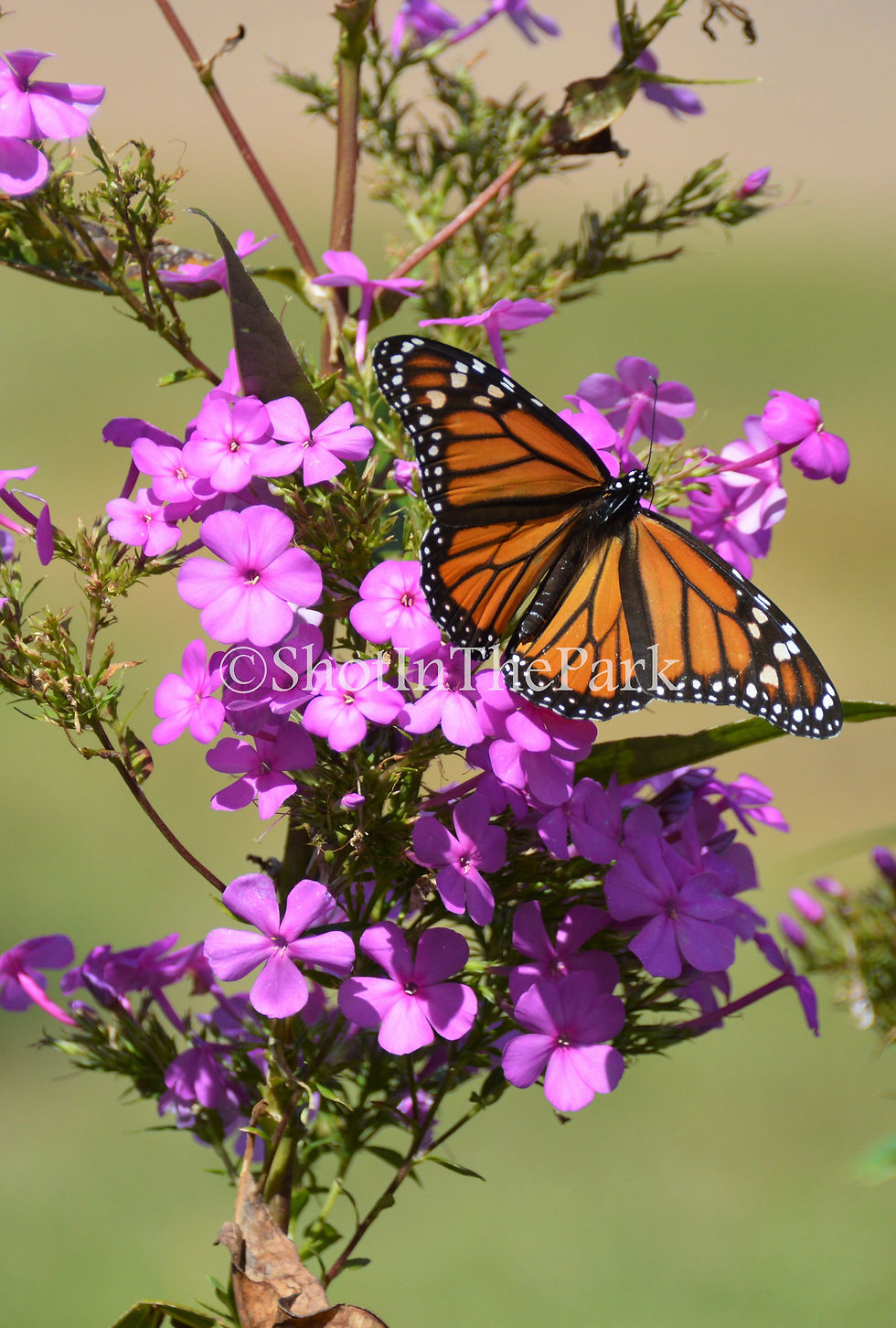 Monarch on Verbena