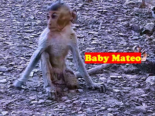 Headline: Baby Monkey Mateo Reunited with Family After Life-Saving Surgery