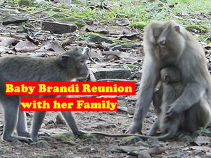 The Story of Baby Brandi: A Journey of Resilience and Heartbreak