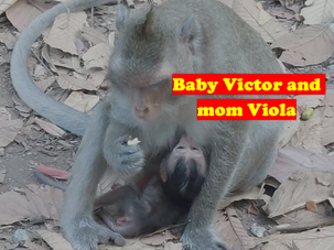 Breaking News: Update on Baby Victor's Health and Recovery