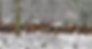 DeerBackground-2.png