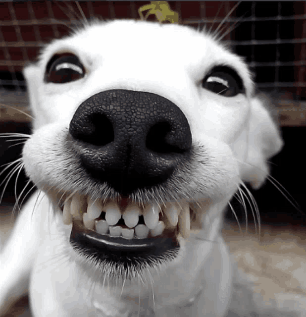 smiling-dog-good-morning.gif