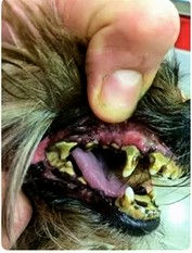 emmi-pet-before-after~2.avif