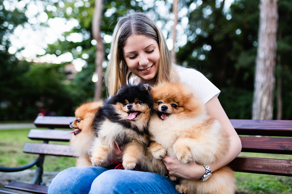 reputable breeder pomeranian puppies posh puppies indiana.jpeg