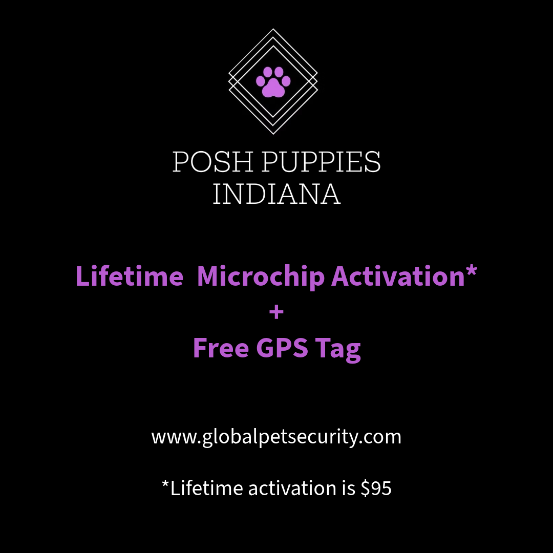 LIFETIME MICROCHIP ACTIVATION* + FREE GPS TAG
