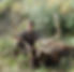 2019 archery bull elk