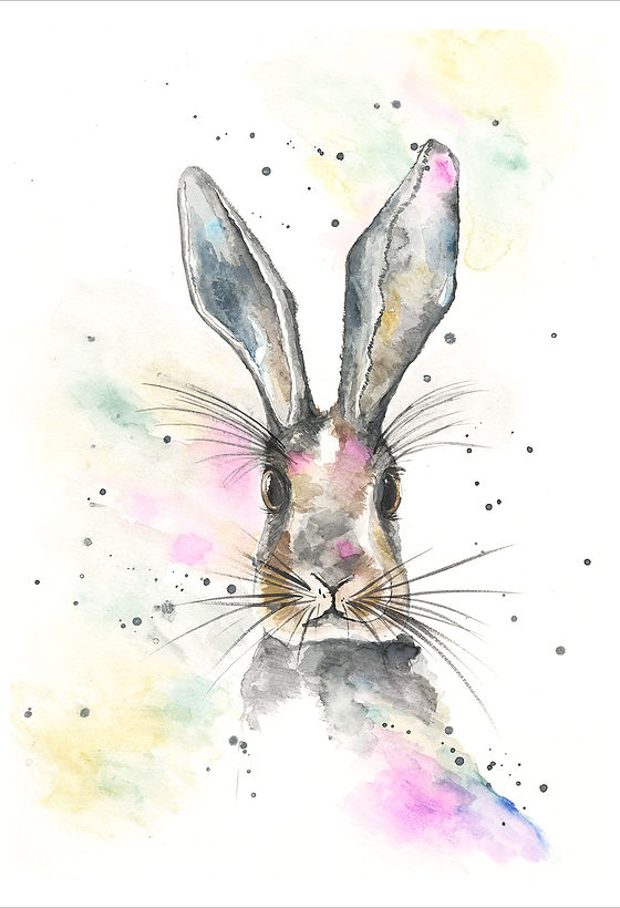Hare_Looking-straight-ahead.jpg