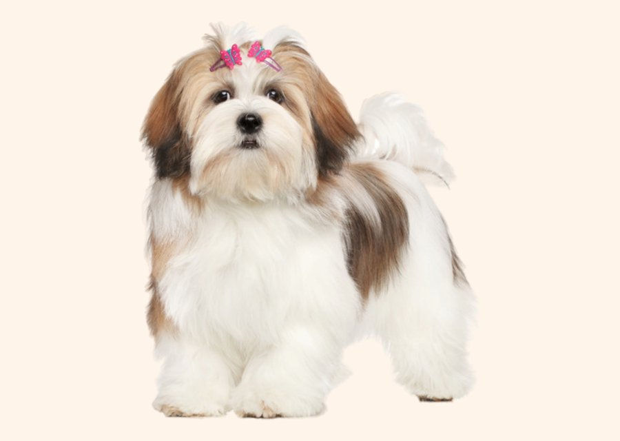 Lhasa apso