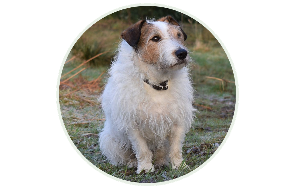 Jack Russell terijer sjedi u prirodi