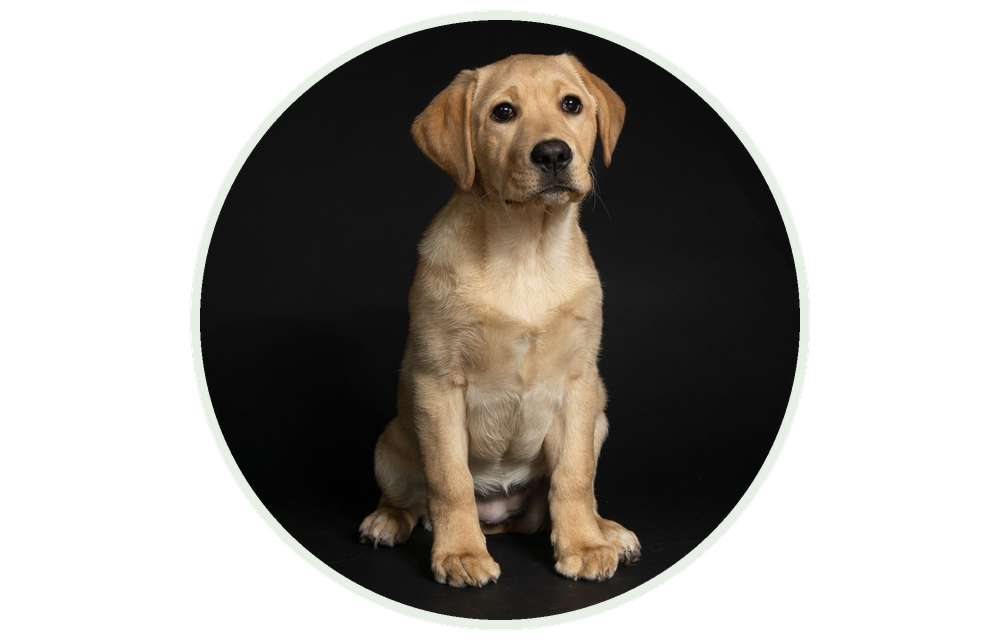 Štene labradora
