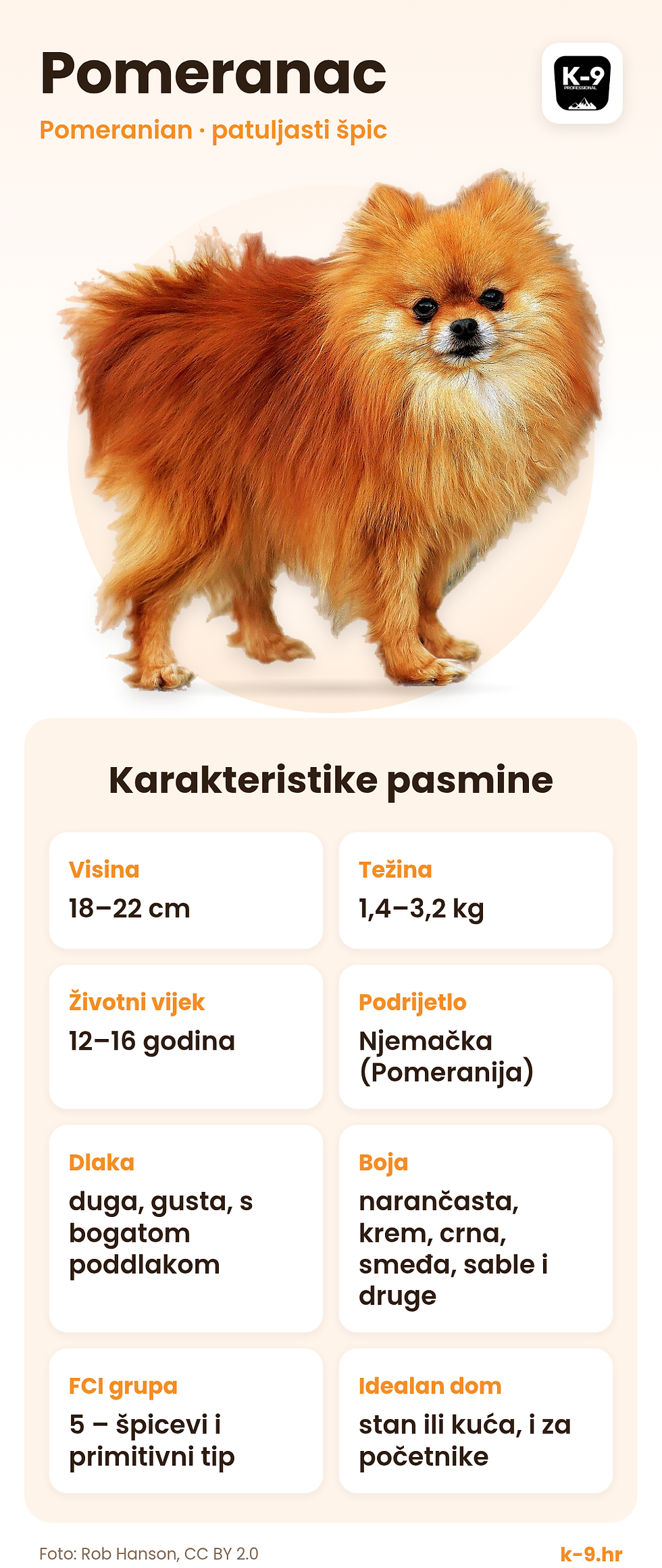 Pomeranac – karakteristike pasmine (visina, težina, životni vijek)