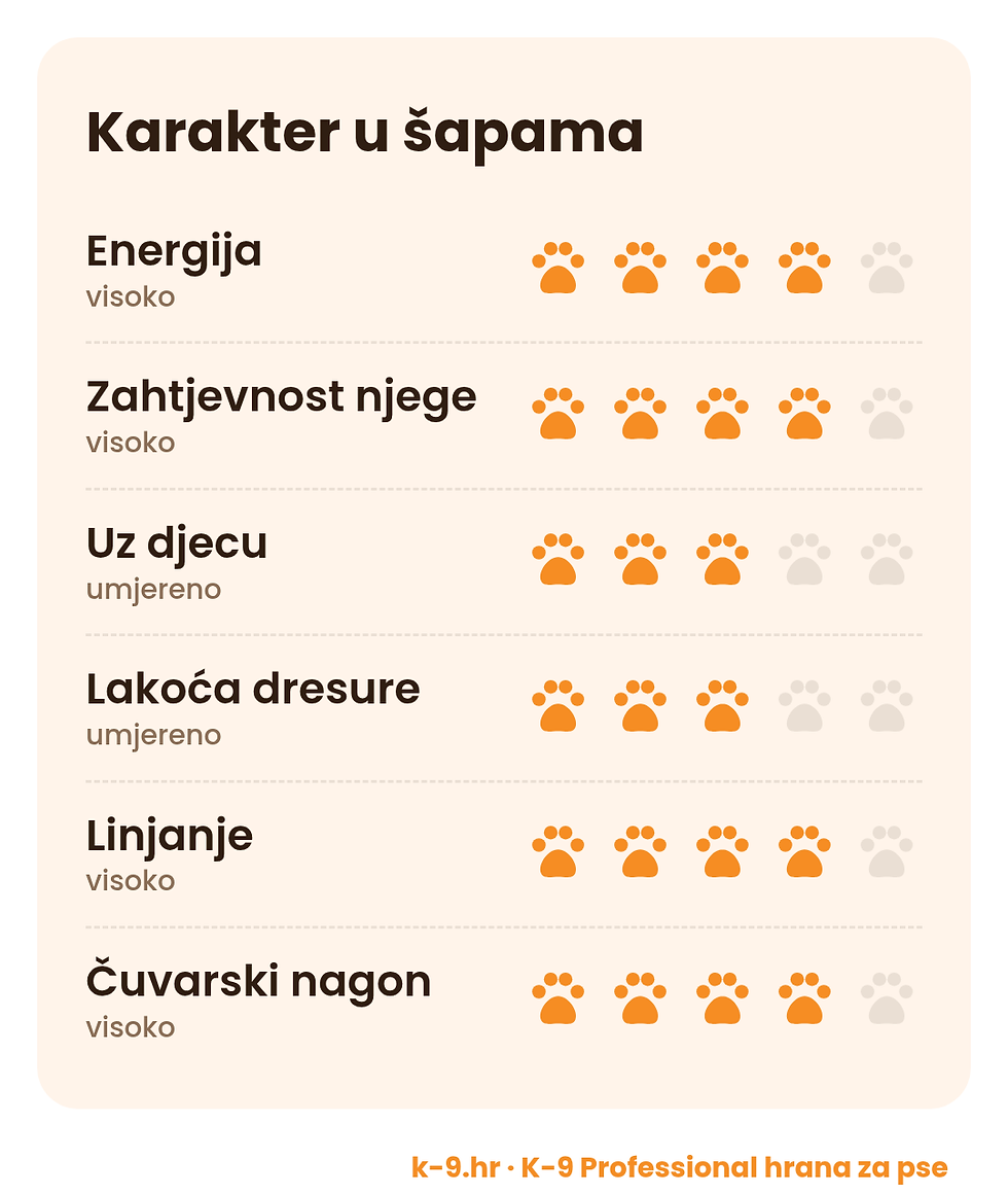 Pomeranac – karakter u šapama (energija, njega, dresura)