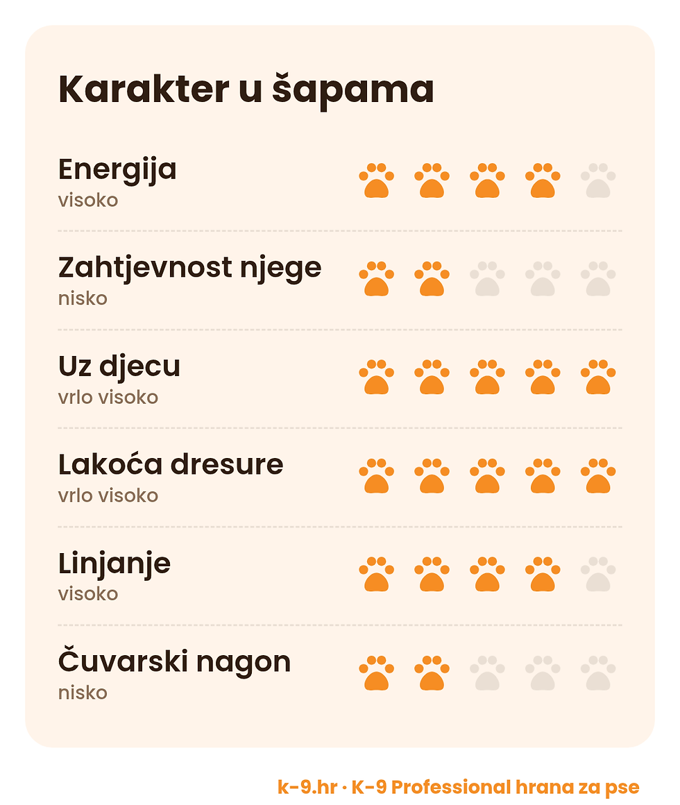 Labrador retriver – karakter u šapama (energija, njega, dresura)
