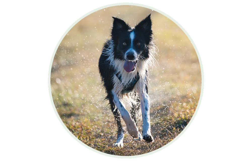 Aktivan border collie trči