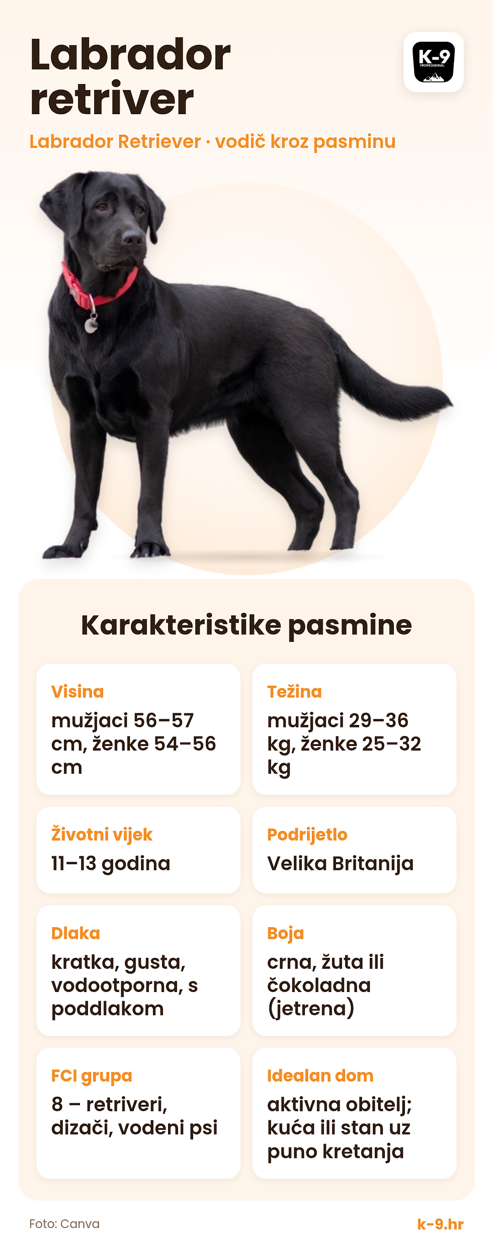 Labrador retriver – karakteristike pasmine (visina, težina, životni vijek)