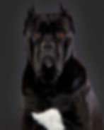Cane corso crne boje