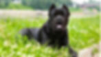 Cane Corso u prirodi