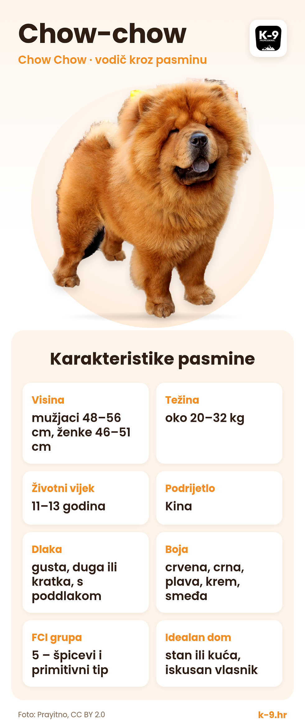 Pasmine- Chow chow