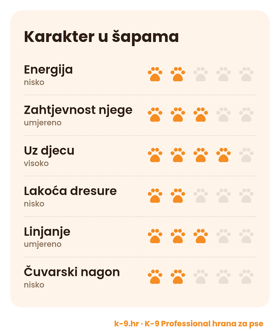 Engleski buldog – karakter u šapama (energija, njega, dresura)