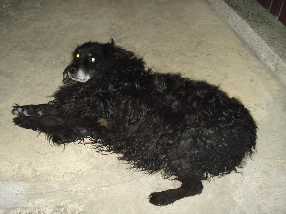 Hrvatski ovčar — Croatian Sheepdog (Commons)