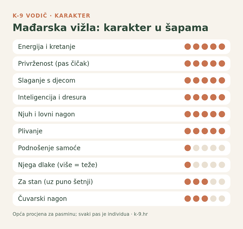 Mađarska vižla karakter – energija, privrženost, dresura (K-9)
