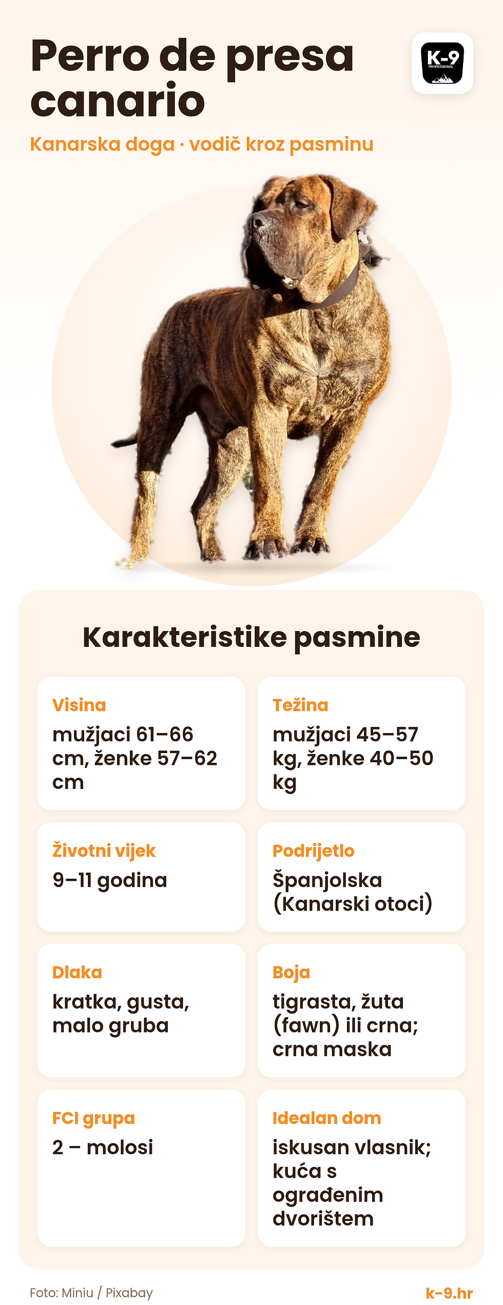 Perro de presa canario – karakteristike pasmine (visina, težina, životni vijek)