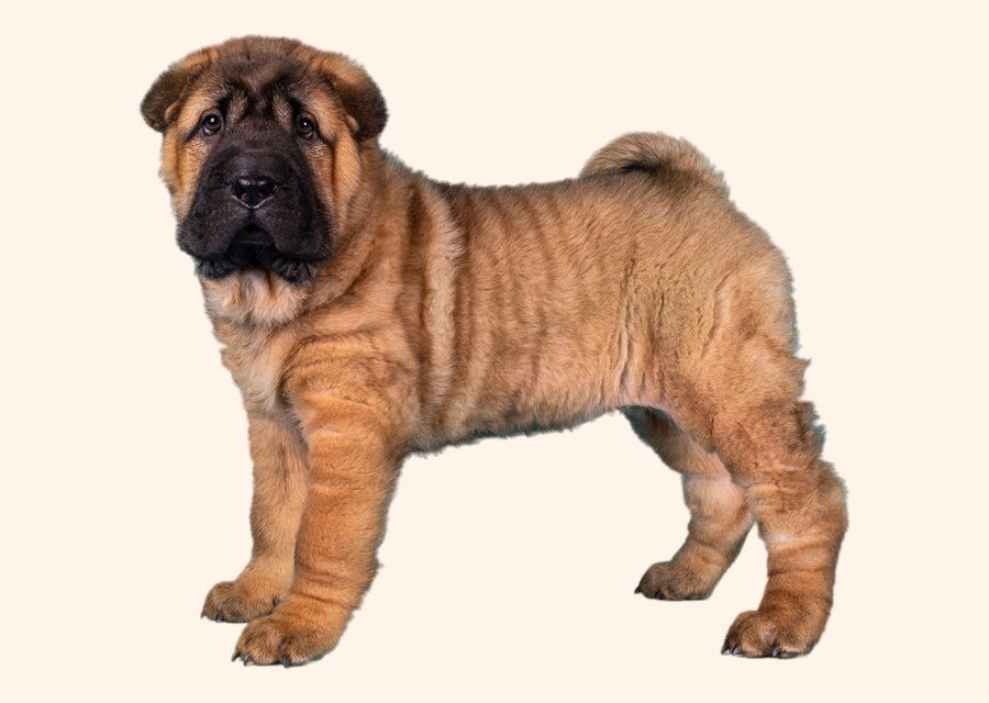 Shar pei