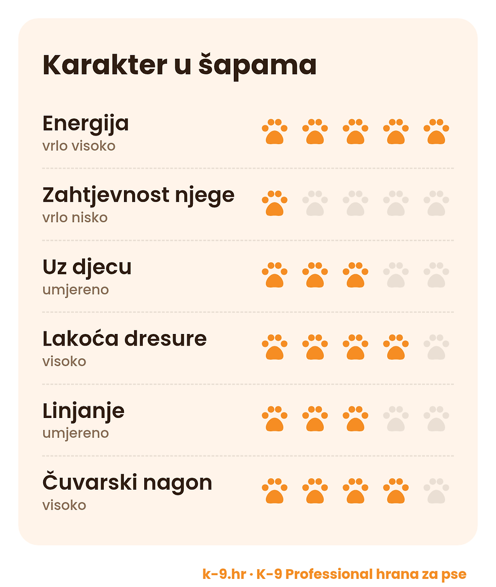 Australski govedarski pas – karakter u šapama (energija, njega, dresura)