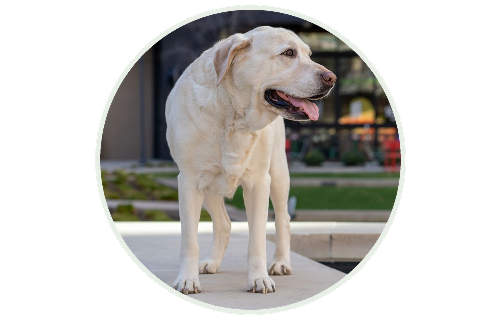 Labrador stoji na šetnici