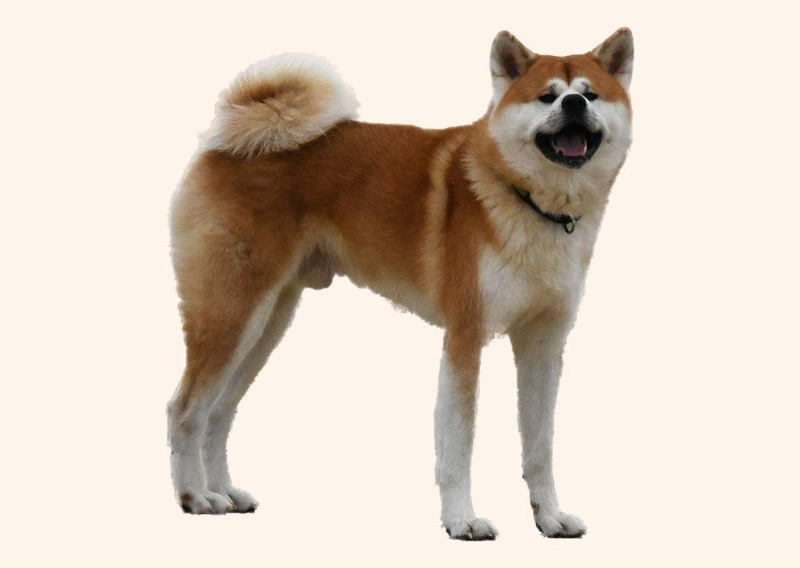 Akita inu