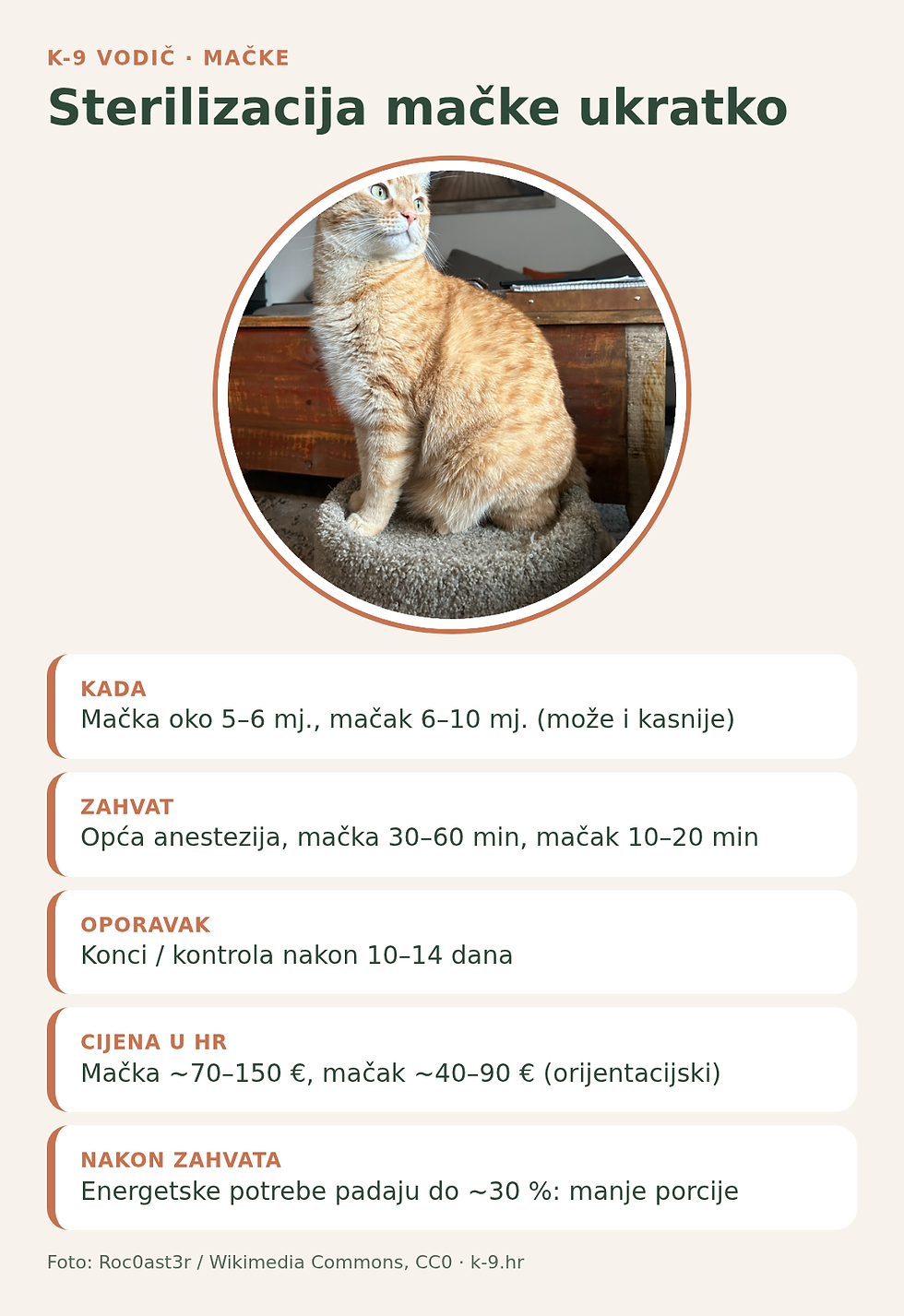 Sterilizacija mačke ukratko – dob, zahvat, oporavak i cijena (K-9 infografika)