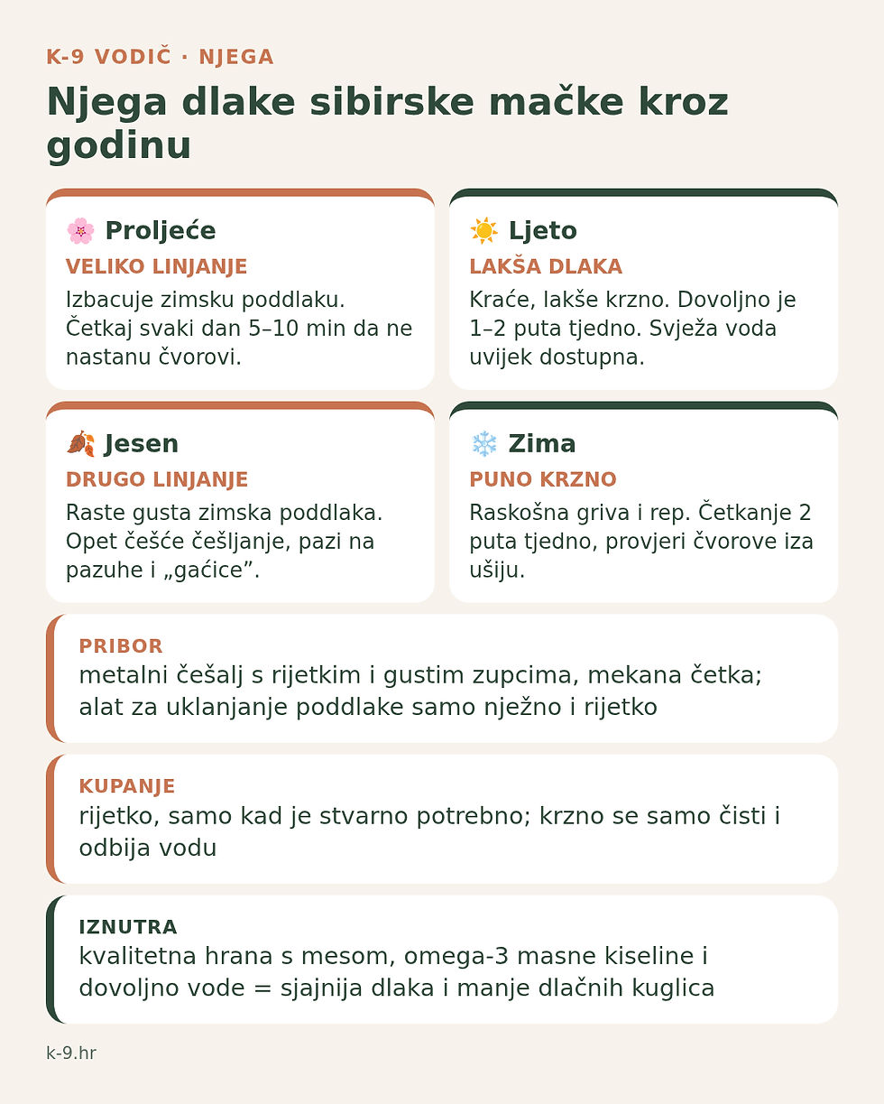 Sibirska mačka njega dlake kroz godinu – linjanje u proljeće i jesen (K-9 infografika)