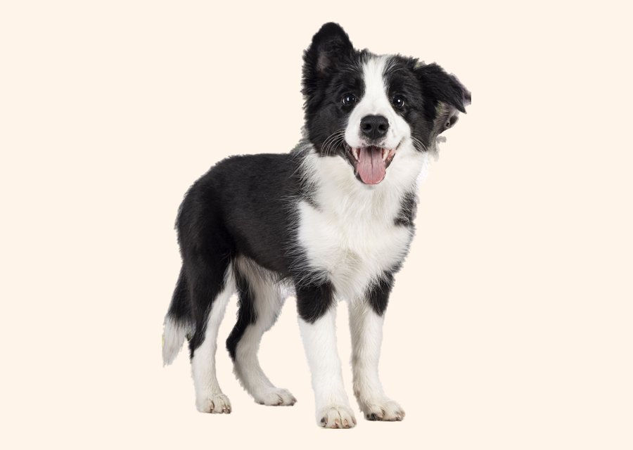 Border collie