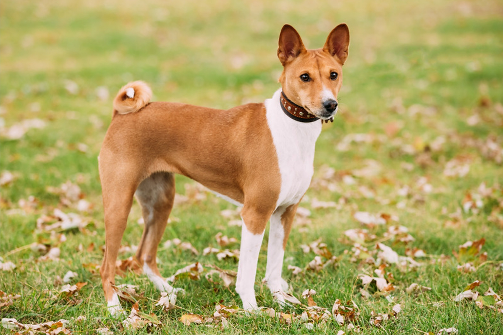 Crveno-bijeli basenji stoji na travi